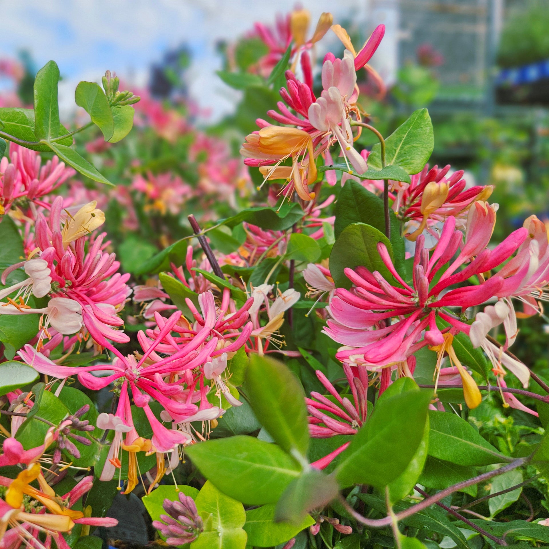 Lonicera 'Goldflame' (Honeysuckle)