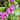 Malva 'Zebrina' (Common Mallow)
