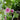 Malva 'Zebrina' (Common Mallow)