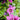Malva 'Zebrina' (Common Mallow)