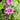 Malva 'Zebrina' (Common Mallow)