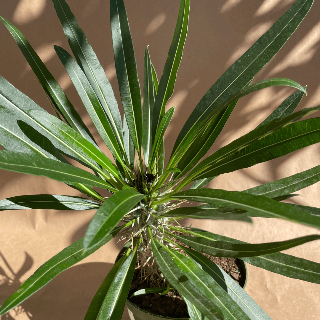 Madagascar Palm