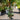Magnolia 'Little Gem' (Dwarf Southern Magnolia)