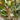 Magnolia grandiflora 'Little Gem' Esp. (Dwarf Southern Magnolia)