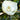Magnolia grandiflora 'Little Gem' Esp. (Dwarf Southern Magnolia)