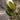 Magnolia grandiflora 'Little Gem' Esp. (Dwarf Southern Magnolia)