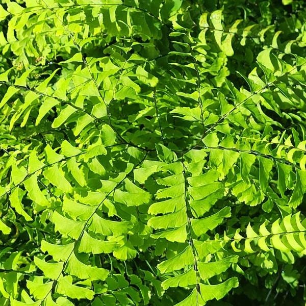 Maidenhair Fern