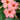 Mandevilla Sun Parasol® 'Giant Peach Sunrise'