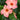 Mandevilla Sun Parasol® 'Giant Peach Sunrise'