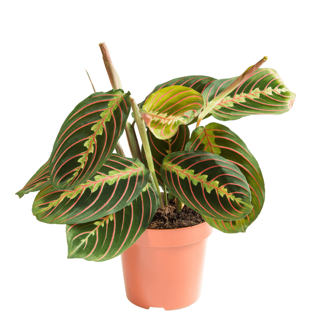 Maranta Red (Prayer Plant) Small