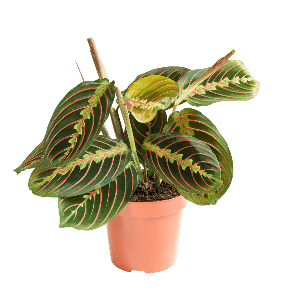 Maranta Red (Prayer Plant) Small