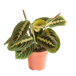 Maranta Red (Prayer Plant) Small