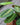 Maranta 'Red' (Prayer Plant)