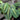 Maranta 'Red' (Prayer Plant)