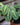 Maranta 'Red' (Prayer Plant)