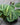 Maranta 'Red' (Prayer Plant)