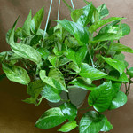 Pothos Marble Queen Hanging Basket