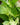 'Marble Queen' Pothos