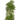 Ming Aralia