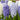 Hyacinth Orientalis 'Mixture The Blues' Bulbs