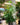 Money Tree Braid (Pachira Aquatica)
