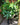 Money Tree Braid (Pachira Aquatica)