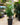 Money Tree Braid (Pachira Aquatica)