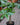 Money Tree Braid (Pachira Aquatica)