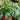 Money Tree Braid (Pachira Aquatica) 8in