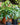Money Tree Braid (Pachira Aquatica) 8in