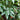 Money Tree Braid (Pachira Aquatica)