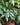 Money Tree Braid (Pachira Aquatica)