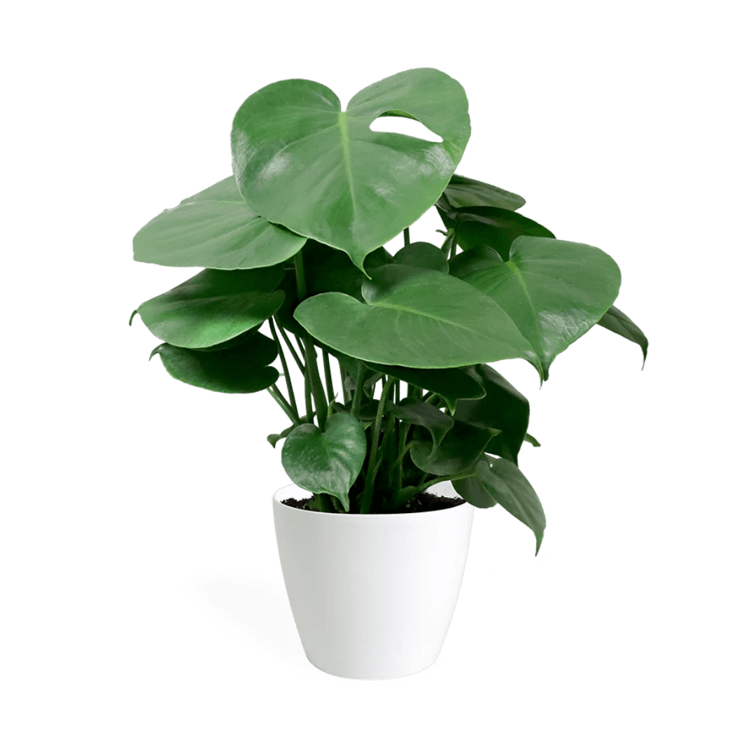 Monstera Deliciosa Small