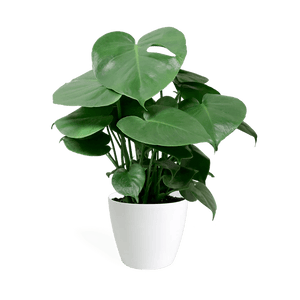 Monstera Deliciosa Small