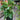 Monstera Adansonii