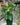 Monstera Adansonii