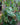 Monstera adansonii (Swiss Cheese Plant)