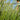 Ornamental Grass: Muhlenbergia 'White Cloud' (Muhly Grass)