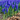 Muscari 'Armeniacum' Grape Hyacinth