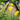 Coreopsis Lanceolata (Tickseed) PRC NATIVE
