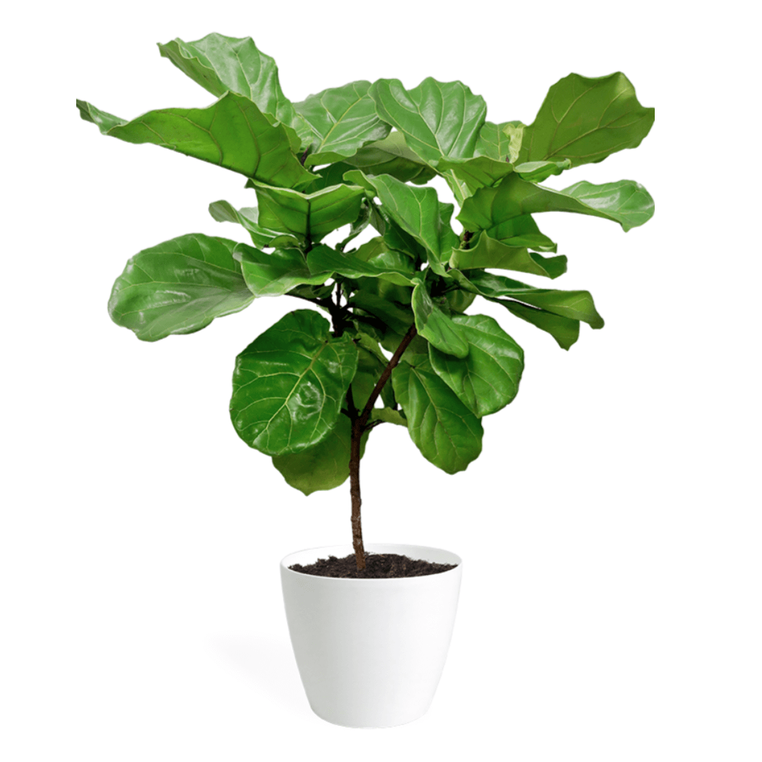 Ficus Lyrata Medium Standard