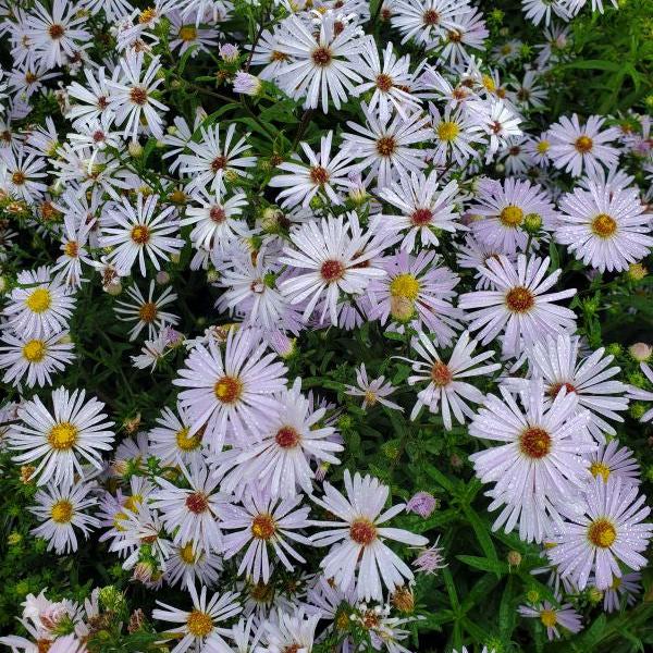 NEW YORK ASTER