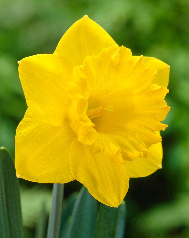 Narcissus Dutch Master Bulbs - Pack 5