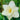 Daffodil Trumpet 'Mount Hood' Bulbs - Pack 5