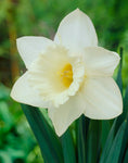 Narcissus Mount Hood Bulbs - Pack 5