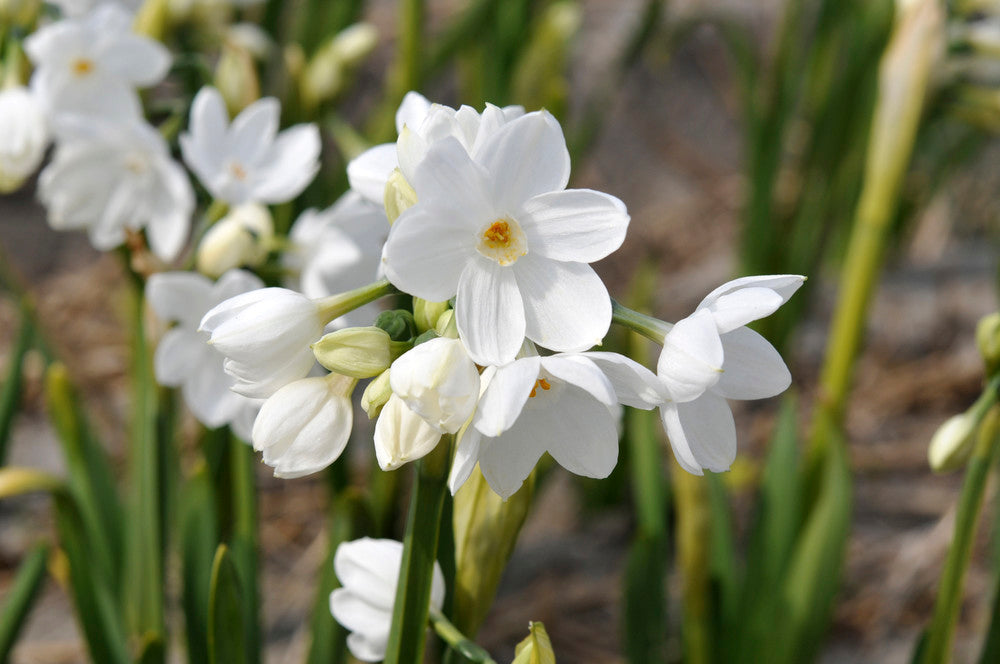 Narcissus Nir Bulbs - Pack 5