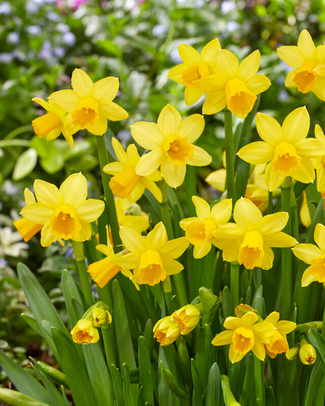 Narcissus Tête à Tête Bulbs - Pack 5