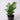 Neanthe Bella Palm