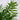 Neanthe Bella Palm