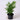 Neanthe Bella Palm